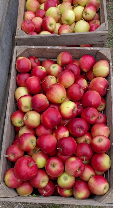 SAMO-ZRYW , Świeże Zdrowe Kolorowe - Najlepsze Jabłka w Okolicy!