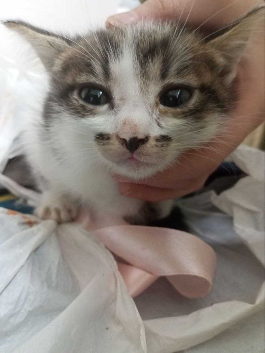 Віддам в добрі руки 3 кошенята