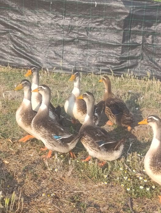 Vendo patos de raça Ruan
