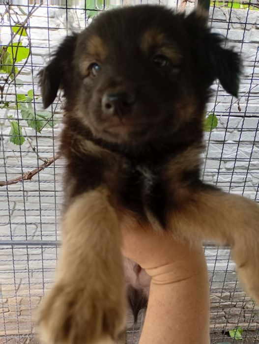 Хлопці медвежата, пухнасті і невеличкі. Від маленької собачки