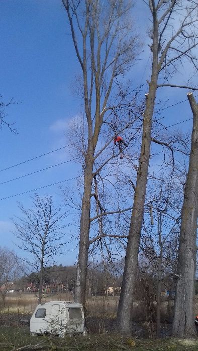 Przycinka i Wycinka Drzew Metodą Alpinistyczną