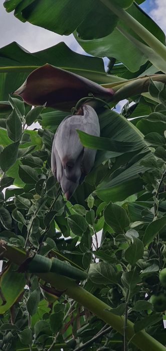 Coração de Bananeira Umbigo de Bananeira