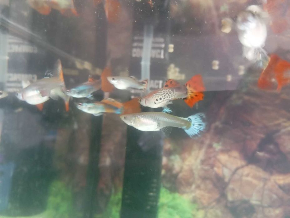 Peixes     guppy
