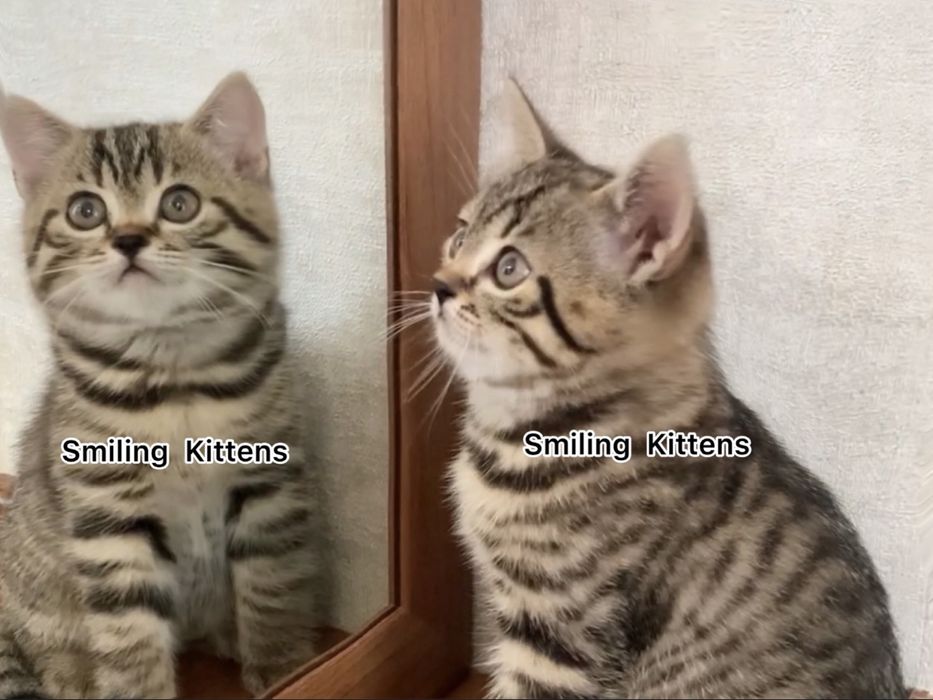 Кошенята шукають нову сімʼю