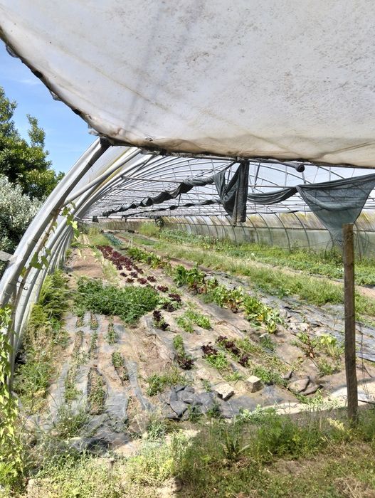 Estufa túnel com 50x 12 m