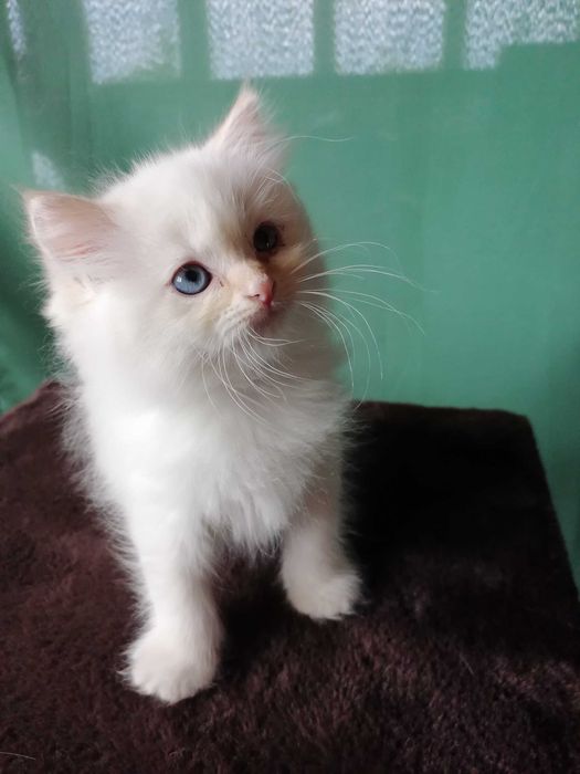 Котенятка Регдол від титулованих батьків