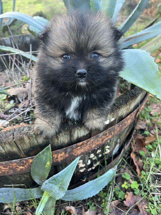 Menino spitz alemao anao