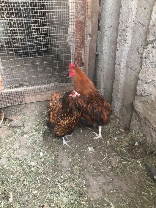 Продам золотий орпінгтон(1+1)