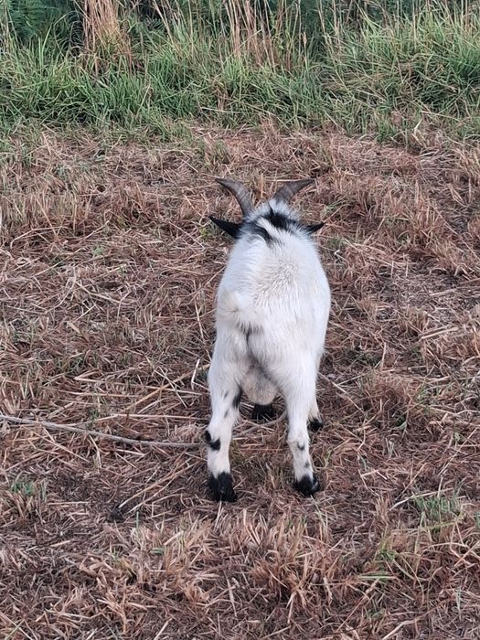 Bodes Micro Anão