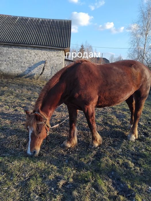 Продоєтся кобила