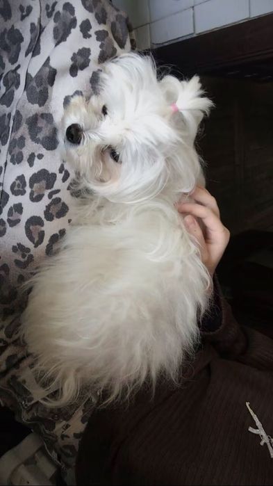 Відам в добрі руки  собаку Мальтійска болонка
