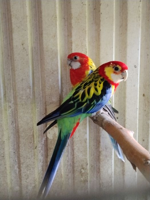 Roselas/ Caturras/ Ring Necks