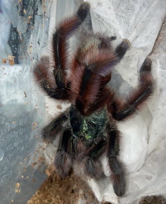 Caribena versicolor pająk ptasznik