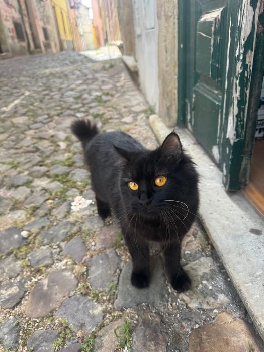 Adoção Gato Fêmea