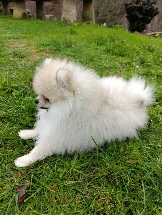 Spitz alemão lulu da Pomerânia entrego em tod e Suiça o o país