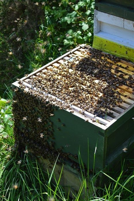 Карніка Troisek 1075 бджоломатки, матка,плідні