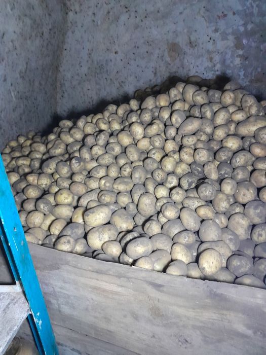 Картопля червона і біла 10гр насінева 10гр дрібна 3р