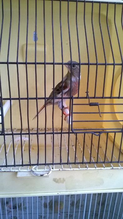 Canários novos e adultos