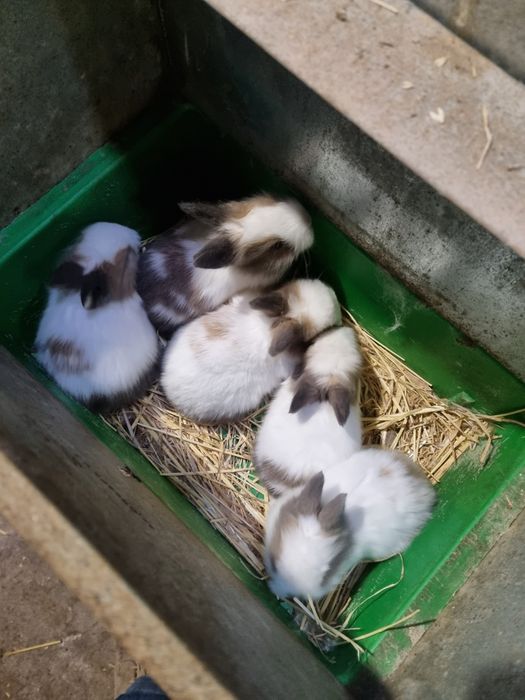 Kit coelhos anoes mini lop(orelhudos) puros e mini holandes no criador
