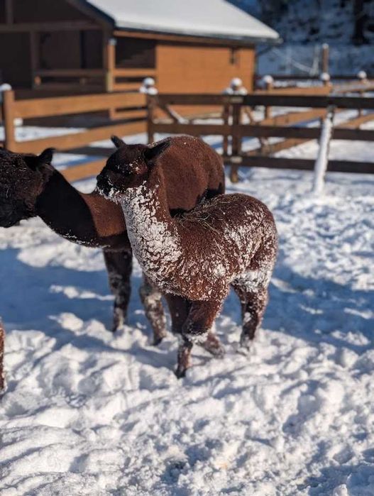 Pokoje Ustroń noclegi Agroturystyka Folwarczek - wysoki standard