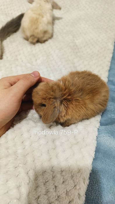 Mini lop króliki karzełek miniaturka baranek hodowla