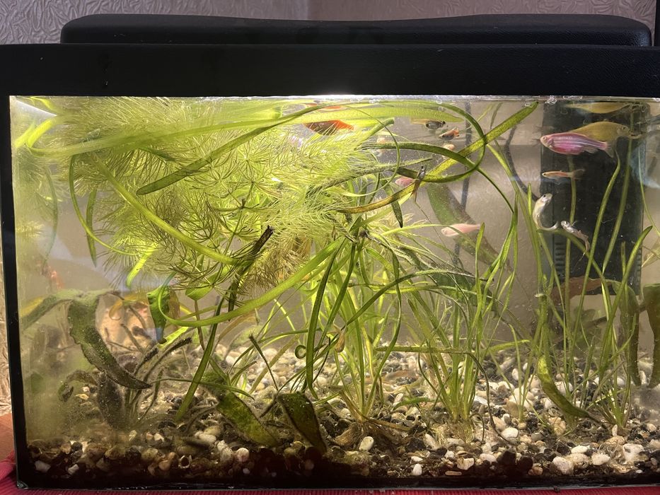 Рибки Гуппі/Водорості