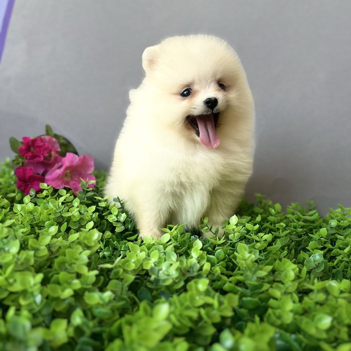 лялькова дівчинка тип ведмедик