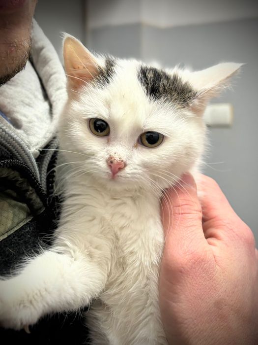 Cudne, 4-miesięczne dziewczynki szukają kochających domów!