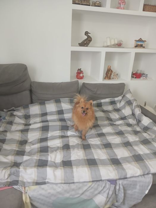 Szpic Miniaturowy Pomeranian suczka