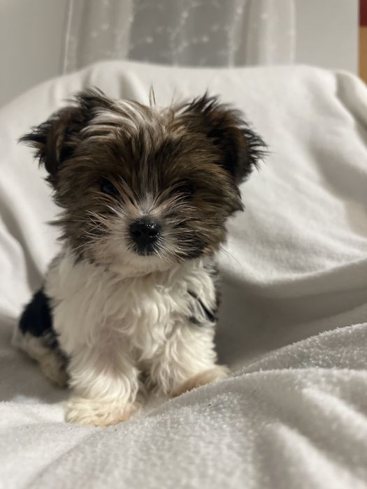 York Biewr piesek gotowy do obioru