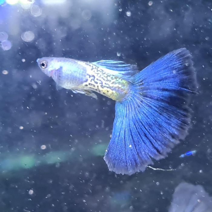 Gupik Snake Skin z Gupikowego Zakątka