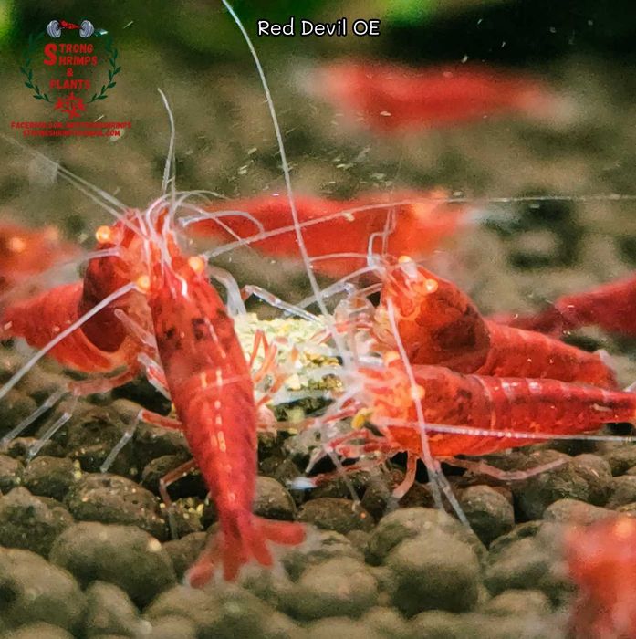 Krewetki Caridina Red Devil OE Orange Eyes ZAMIANA GRATIS PROMOCJA