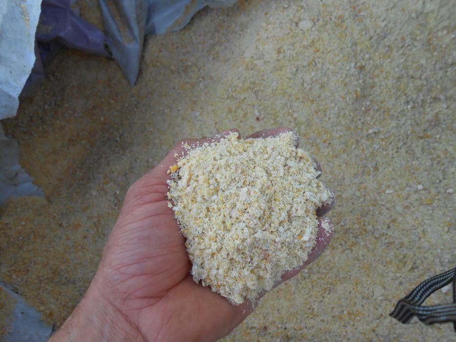Kukurydza mielona