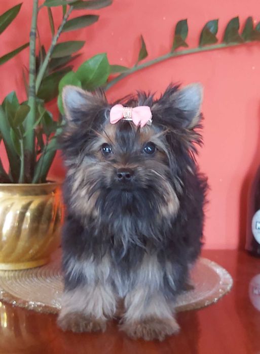 Yorkshire Terrier maleńka sunia 3xzaszczepiona +wścieklizna + chip ...