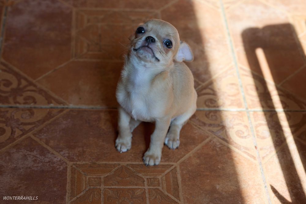 Чіхуашечки крихітки КСУ