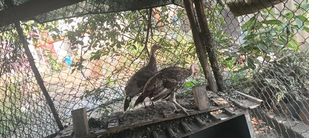 Casal de  perus para venda