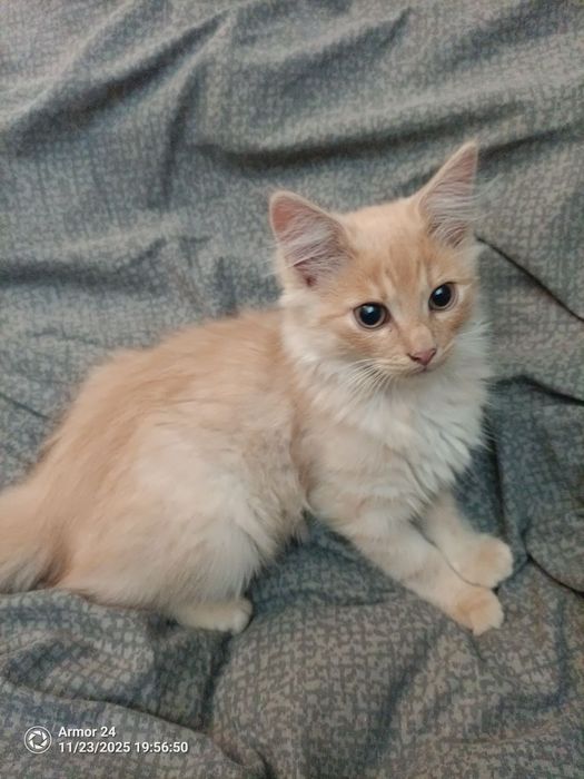 Віддаю котиків в добрі руки, усі хлопчики безкоштовно