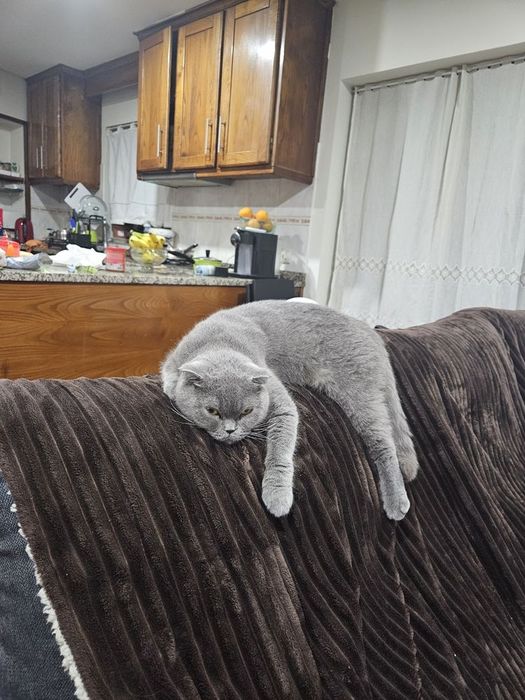 Scottish straight/fold