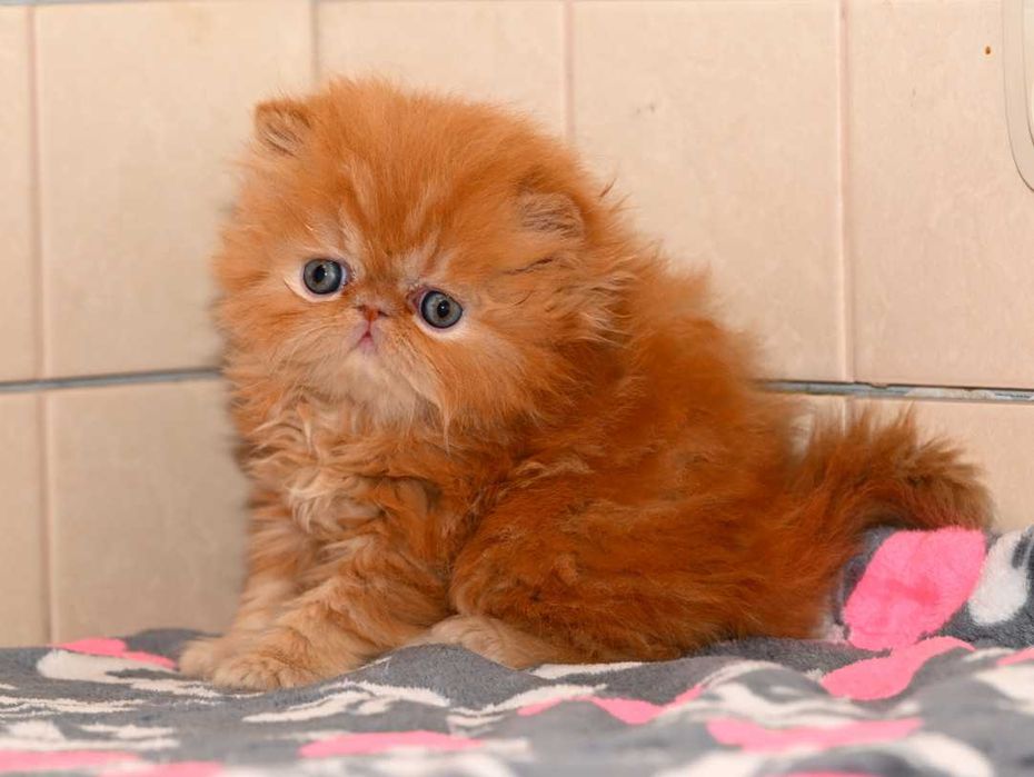 pers, kot perski, kocięta perskie