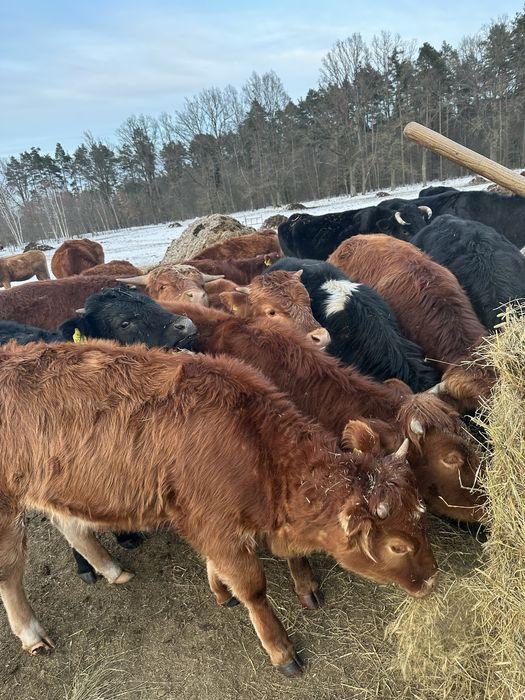 Sprzedam bydło mięsne