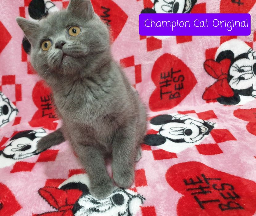 Kot,Kotka szkocka prostoucha scottish straight