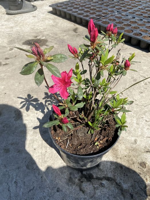 квіти Азалія 400