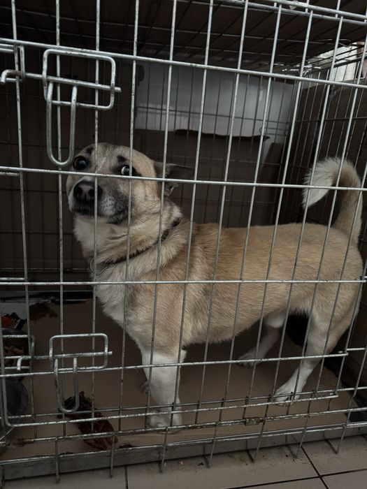 Песик шукає дім та родину