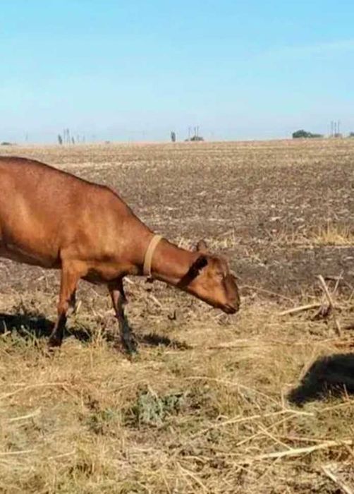 Кізочка альпійка