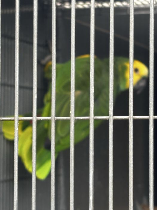 Papagaio astiva xatoperix