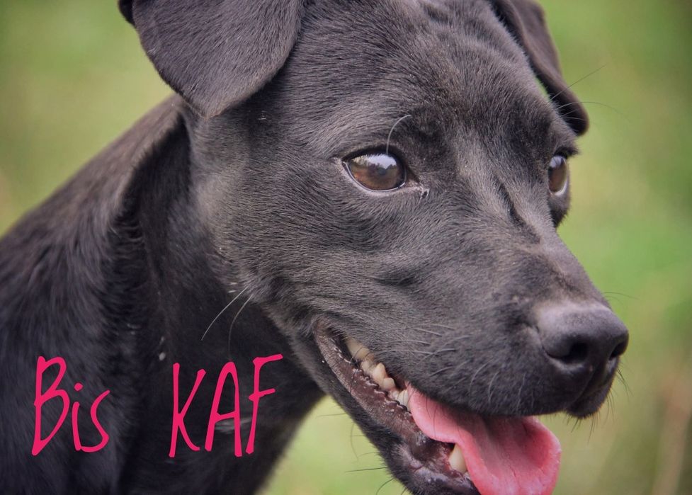 Паттердейл терьер