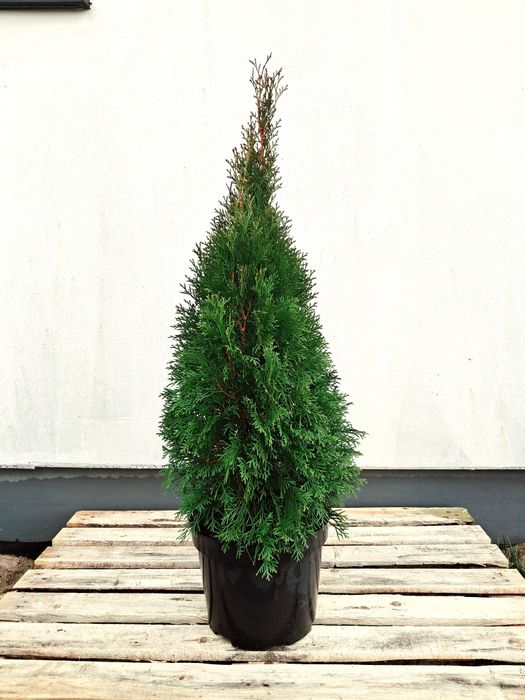 Tuja Szmaragd SZEROKA 110-120cm doniczka 10l