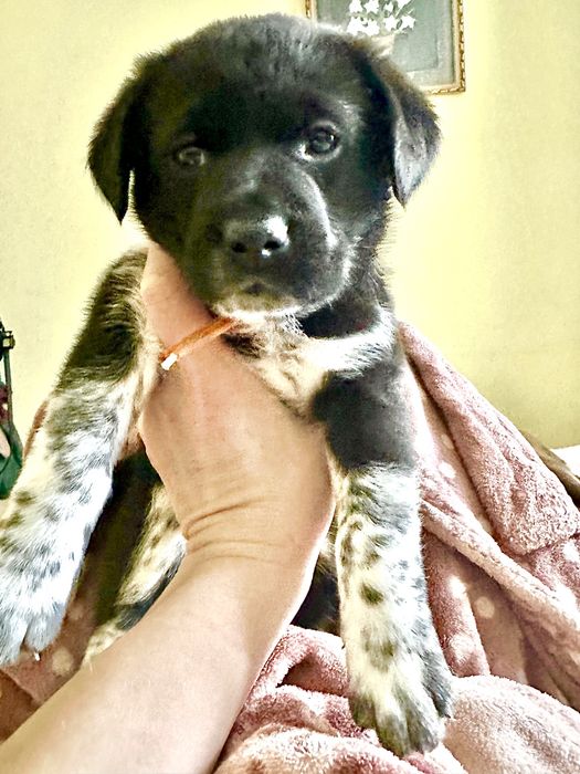 Цуценя дівчинка 1 місяць