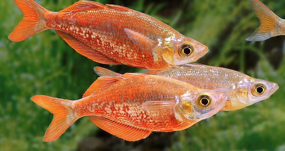 Tęczanka czerwona - Glossolepis incisus - dowóz, wysyłka