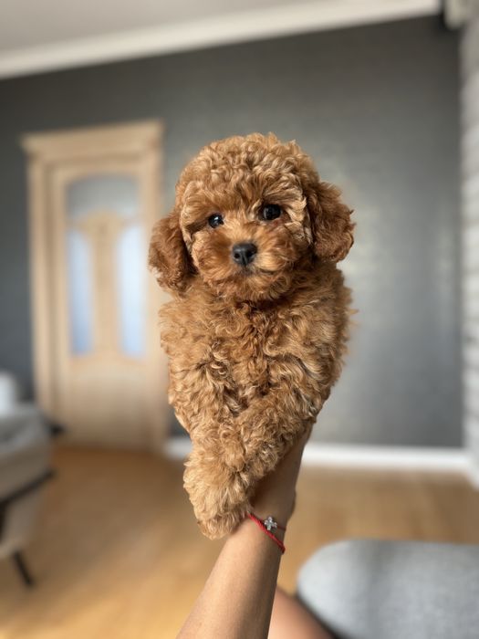 Той пудель девочка ред браун